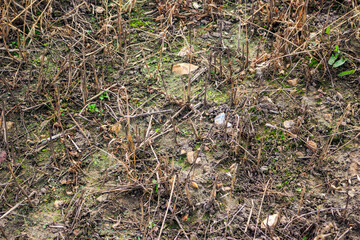 Farm field with remnants of mown grass and rocky ground