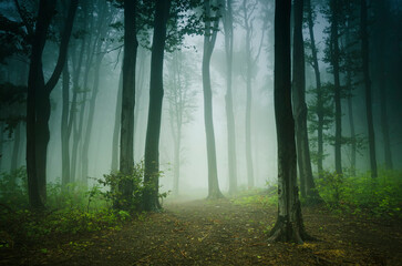 misty morning in green forest, fantasy landscape