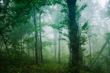 lush forest with green foliage on rainy weather