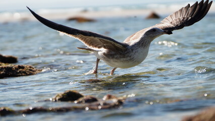 gaviota volando