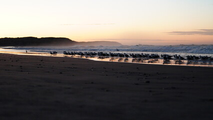 plaza amanecer aves