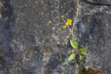 a lone yellow flower on green stem against a gray stone background