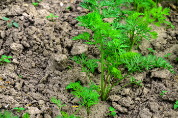 Sowing carrots in the bed.