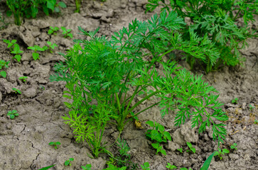 Sowing carrots in the bed.