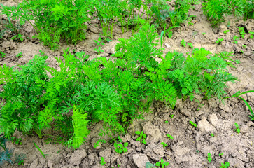 Sowing carrots in the bed.