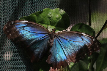 butterfly on a leaf