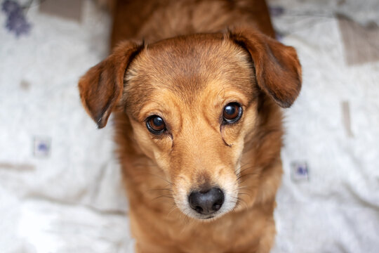 Redhead little dog at home closeup portrait