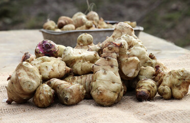 Collected Jerusalem artichoke tubers