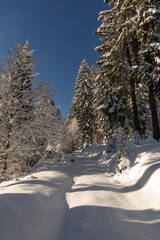 ampia visuale panoramica verticale su un bellissimo e freddo ambiente di montagna innevato vicino a Tarvisio, visto da una foresta, sotto un cielo sereno ed illuminato dal sole, di giorno, in inverno