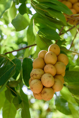 Pitomba, Brazilian fruit. Bunch of pitomba on the tree.