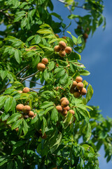 Pitomba, Brazilian fruit. Bunch of pitomba on the tree.