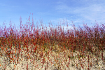 Branches of red willows reach against a sunlight in the sand dunes of the Baltic Sea in early spring