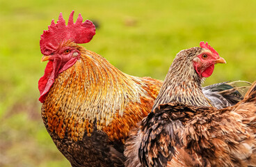 Rooster and hen on blurred green background.