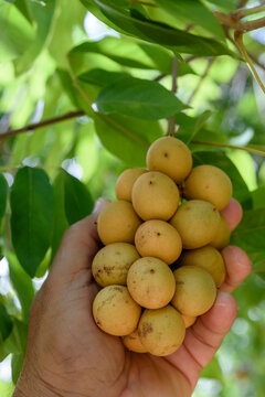 Pitomba, Brazilian fruit. Bunch of pitomba on the tree.