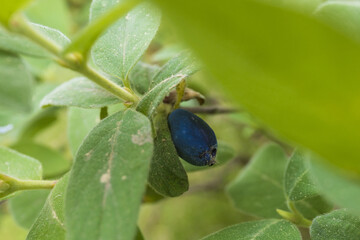 ripening blue berry of honeysuckle on a branch close-up against green foliage background