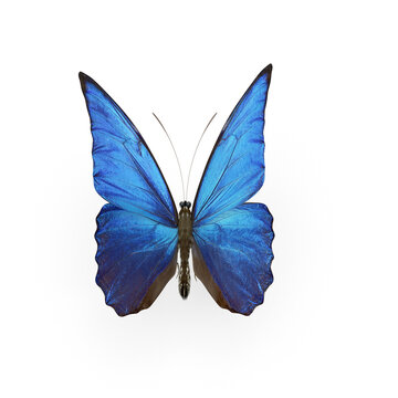 Butterfly Blue Morpho
