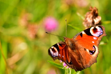 Peacock butterfly on a flower