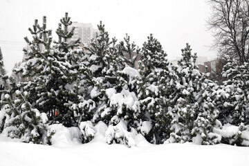 Heavy snowfall in park and snow-covered pines. Moscow, Russia
