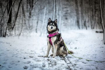 siberian husky dog in snow