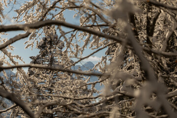 guardando, durante il giorno, le montagne vicino a Tarvisio, da dietro gli alberi innevati, sotto...