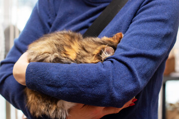 Kitten in the arms of a girl