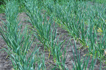 Garlic grows in the open ground
