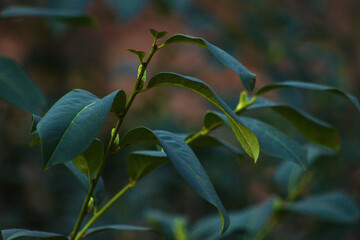 leaves in the forest