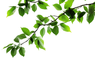 Branch isolated on transparent or white background, png