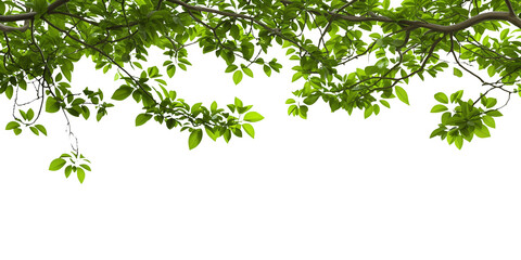 Branch isolated on transparent or white background, png