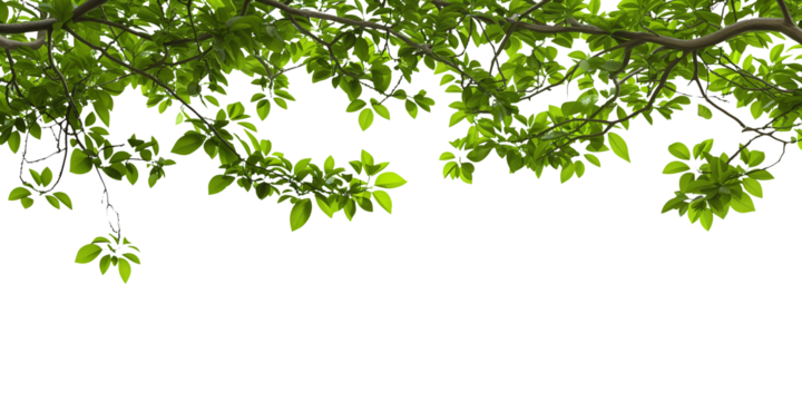 Branch isolated on transparent or white background, png