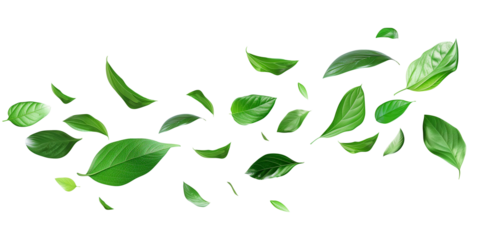 Flying falling leafs isolated on transparent or white background, png