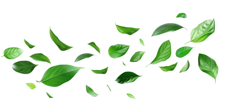 Flying falling leafs isolated on transparent or white background, png