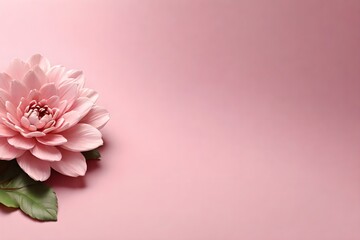 Background of Baby pink one flower with empty space for text