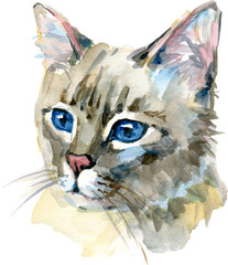 Burmilla cat portrait Watercolor art illustration 