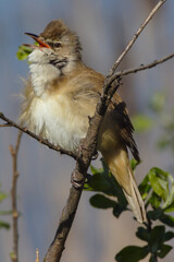 Great Reed Warbler in a natural environment