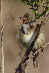 Great Reed Warbler in a natural environment