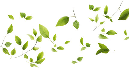 Floating green leaves on a transparent background