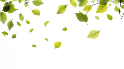 Green leaves isolated falling on transparent background