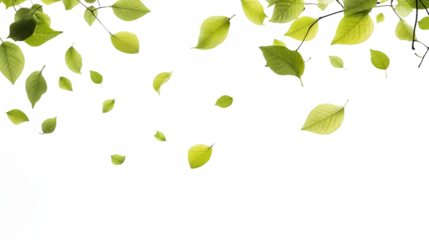 Foto op Plexiglas Green leaves isolated falling on transparent background © Boris