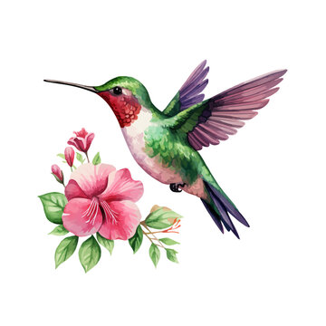 watercolor Hummingbird clipart for graphic resources
