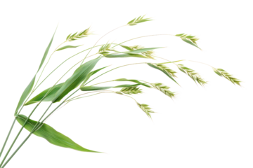 Oat plant isolated on white without shadow
