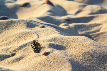 A bird feather lying on the sandy beach