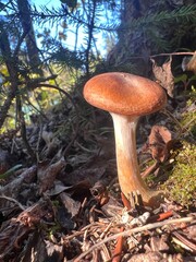 mushroom in the forest