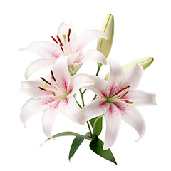 Elegant blooming lilies with buds, cut out