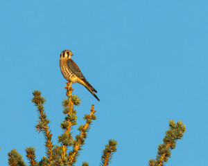 An American Kestrel perches on a fence post