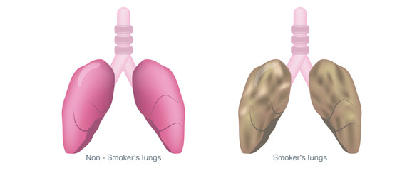 spiration or ventilation vector illustration. the action of breathing and the function of lungs. lungs vector images. smoker and non smoker lungs. Breathe in, breathe out.
