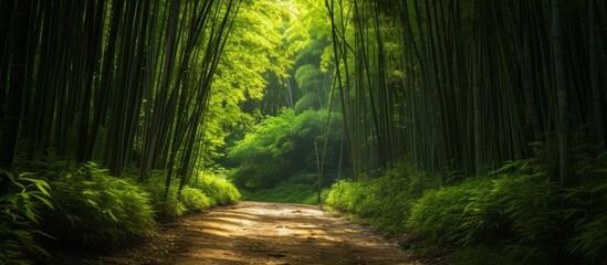 A thoroughfare cutting through a lush green bamboo forest with the suns rays filtering through the canopy of trees - obrazy, fototapety, plakaty