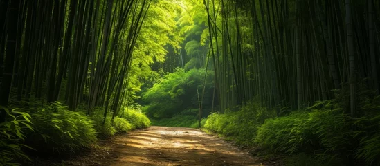 Foto op Canvas A thoroughfare cutting through a lush green bamboo forest with the suns rays filtering through the canopy of trees © TheWaterMeloonProjec
