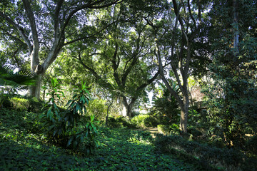Majestic trees in the garden under the sun