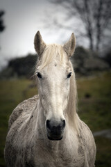 Obraz premium portrait of white stallion horse looking straight at the camera
